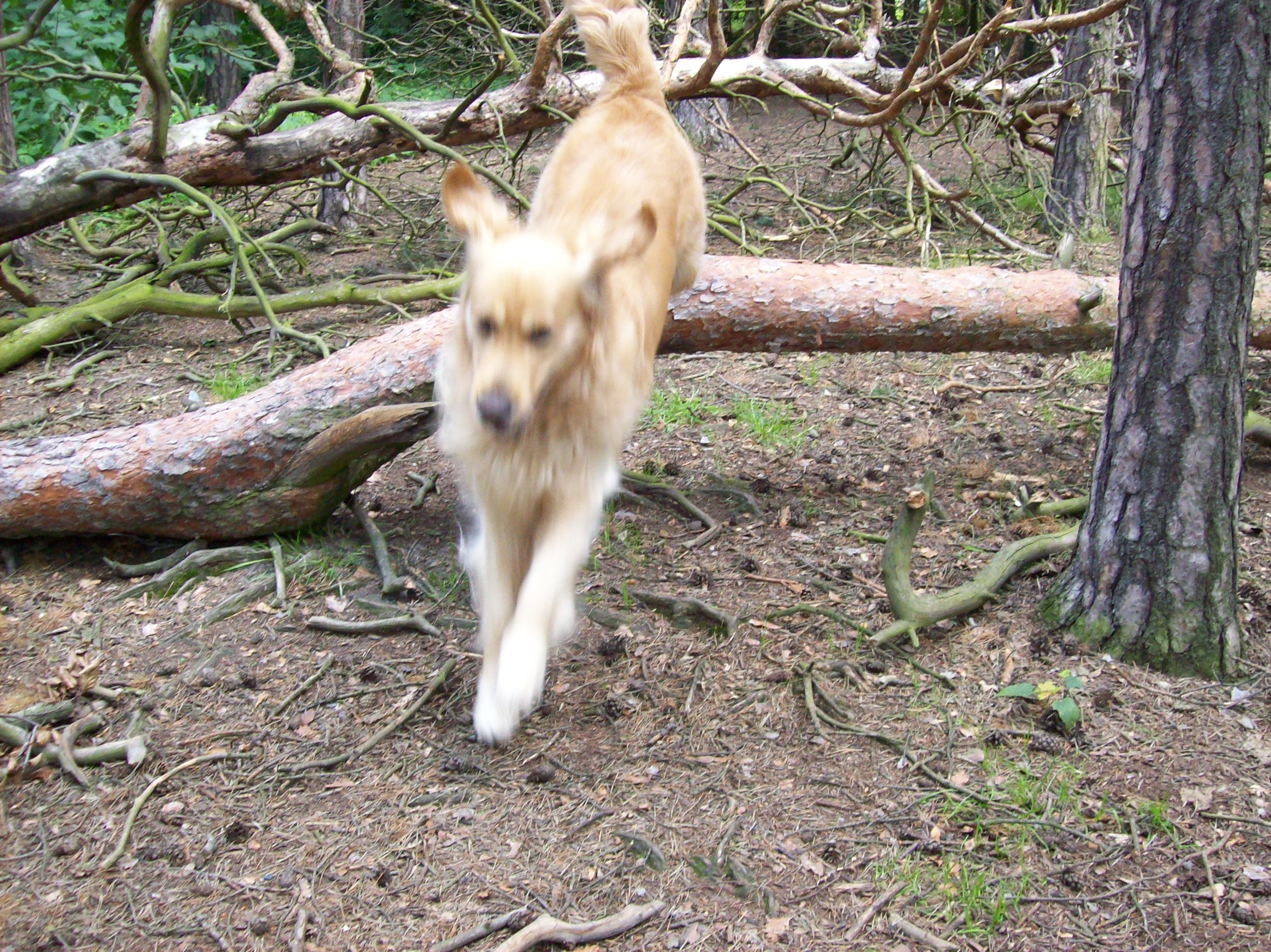 Přírodní agility II. 